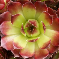 Sempervivum - Dachwurz - Hauswurz